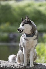 Siberian Husky on the grass in the park