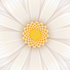 White gerbera flower, square illustration