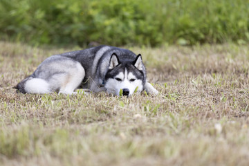Obraz premium Siberian Husky on the grass in the park
