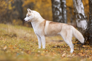 Siberian husky in nature