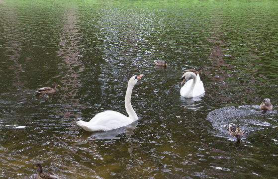 swans on a pond