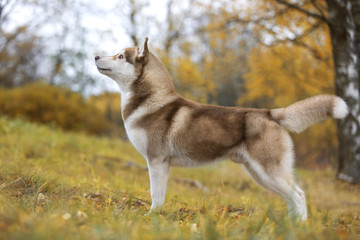 Siberian husky in nature © vivienstock