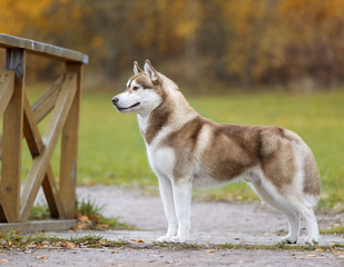 Siberian husky in nature
