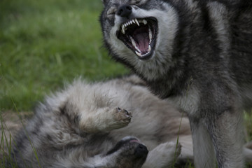 Open the dog's mouth dominant over the other individuals. Dog games.