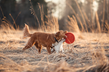 Dog Jack Russell Terrier and Dog Nova Scotia Duck Tolling Retriever  walking in the park