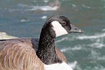 Closeup of a Canada Goose