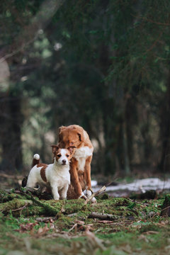 Dog Jack Russell Terrier and Dog Nova Scotia Duck Tolling Retriever  walking in the forest