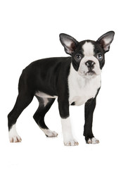 Boston Terrier on a white background