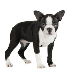 Boston Terrier on a white background