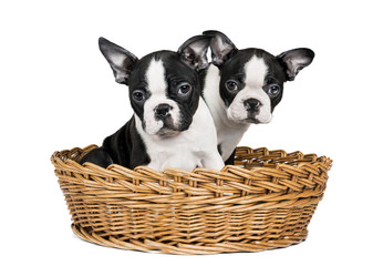 two Boston Terrier in the basket on white background