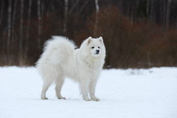 Fototapeta premium Samoyed sitting in the snow.