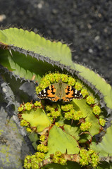 Spain, Canary Island, Lanzarote