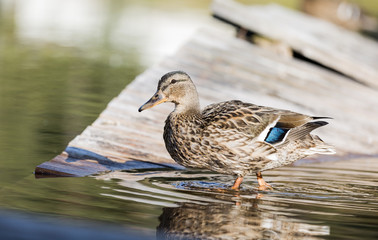 duck scratches his nose