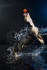 dog on a black background with water