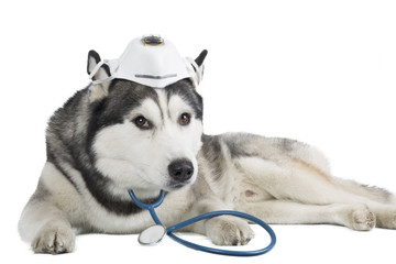 dog breed Siberian husky in the medical mask
