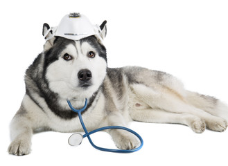 dog breed Siberian husky in the medical mask