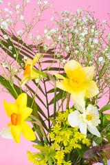 Yellow spring flowers on a pink background. Romantic Spring concept