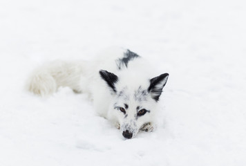 White Fox in the snow