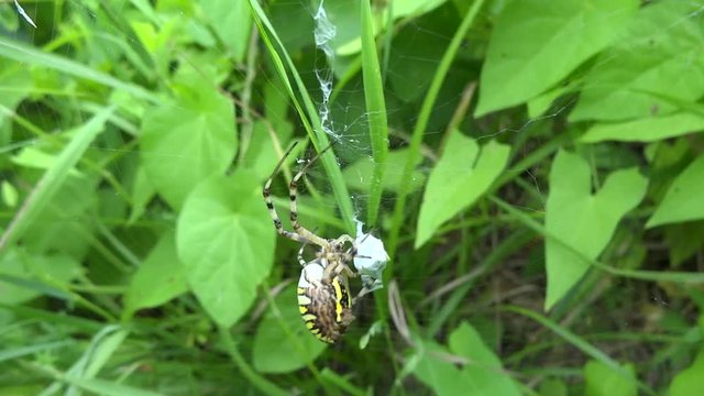 Araign&eacute;e Argiope frelon et son casse cro&ucirc;te.