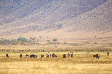 Fototapeta na wymiar Herds of wildebeests in the Ngorongoro