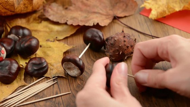 creating a chestnut turtle with tooth stick 