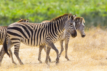 Fototapeta na wymiar Beautiful zebras walking at the vast plains in Africa
