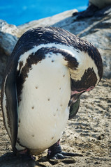 Naklejka premium Humbold Penguins at water. Zoo in Lima. Peru
