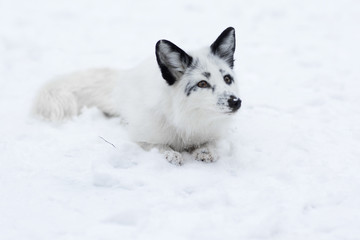 Obraz premium White Fox in the snow