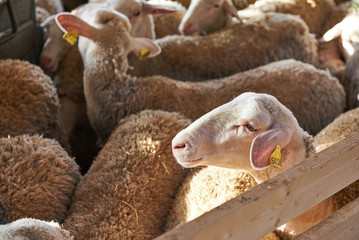 Fototapeta premium Herd of sheep in pen on farm