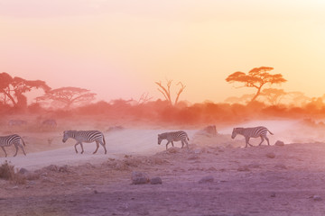 Fototapeta na wymiar Zebras herd on dusty savanna at sunset, Africa