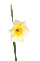 Pale Daffodil and leaf