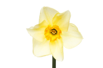 Naklejka na ściany i meble Pale yellow Daffodil