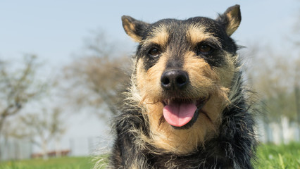 A detail of a healthy looking old dachshund dog looking in to camera with protruding pink tongue during lovely spring time in the garden with trees relaxing on the grass