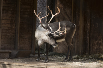 reindeer in the stable