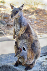 Australia_Zoology_Rock Wallaby