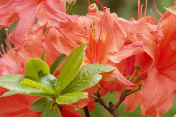 close up red flowering rhododendron