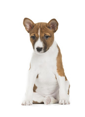 cute Basenji puppy sitting isolated on white background. looking