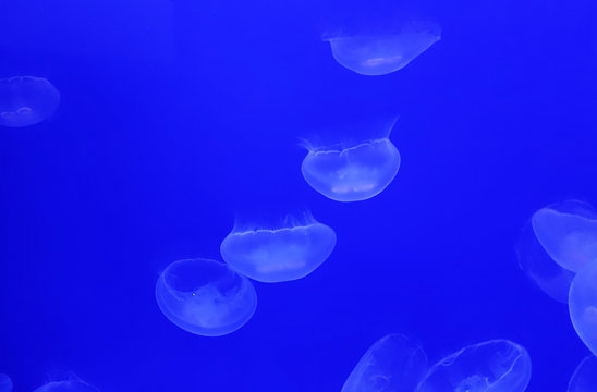 meduse