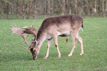 Fallow deer