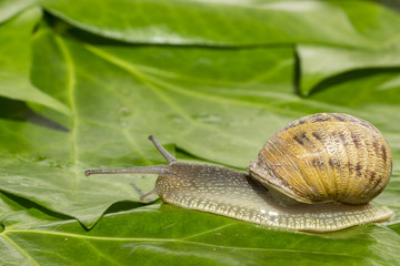 Snail crossing over green ivy leaves
