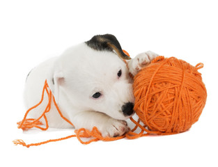 puppy Jack Russell Terrier with a ball of yarn