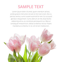 Fresh spring tulip flowers as a holiday postcard design