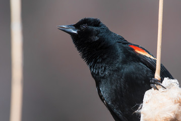 Red-winged Blackbird on cattail