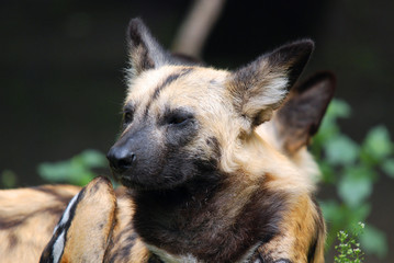 Lycaon pictus is a large canid found only in Africa, especially in savannas and lightly wooded...