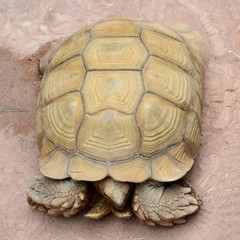 Big tortoise outdoors