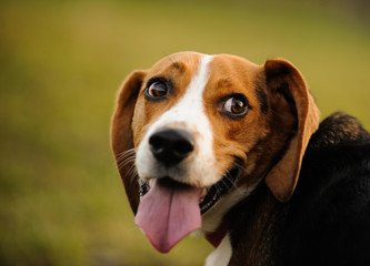 Portrait of Beagle looking back