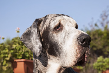 Spotted Great Dane head.