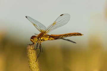 Dragonfly holding a blade of grass in the wild, macro