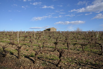 Fototapeta na wymiar Vigne dans le Razès,Languedoc