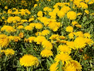 Many dandelions on meadow